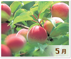 5月